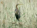 Héron pourpré Ardea purpurea