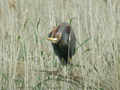 Héron pourpré Ardea purpurea