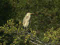 Héron pourpré Ardea purpurea