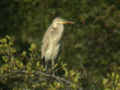 Héron pourpré Ardea purpurea