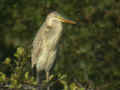 Héron pourpré Ardea purpurea