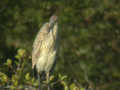 Héron pourpré Ardea purpurea