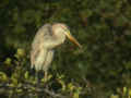 Héron pourpré Ardea purpurea