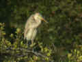 Héron pourpré Ardea purpurea