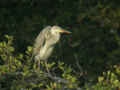 Héron pourpré Ardea purpurea