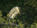 Héron pourpré Ardea purpurea