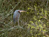 Héron pourpré Ardea purpurea