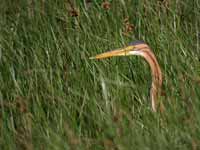 Héron pourpré Ardea purpurea