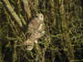 Hibou des marais Asio flammeus