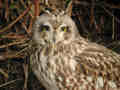 Hibou des marais Asio flammeus