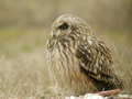 Hibou des marais Asio flammeus