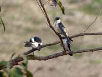 Hirondelle à ailes blanches Tachycineta albiventer