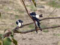 Hirondelle à ailes blanches Tachycineta albiventer