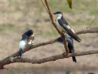 Hirondelle à ailes blanches Tachycineta albiventer