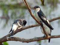 Hirondelle à ailes blanches Tachycineta albiventer