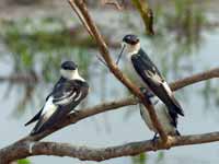 Hirondelle à ailes blanches Tachycineta albiventer