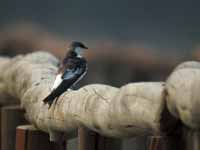 Hirondelle à ailes blanches Tachycineta albiventer