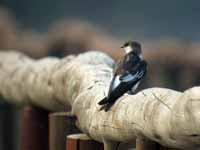 Hirondelle à ailes blanches Tachycineta albiventer