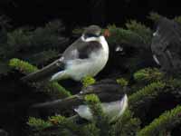 Hirondelle bicolore Tachycineta bicolor