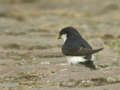 Hirondelle de fenêtre Delichon urbicum