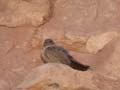 Hirondelle de rochers Hirundo rupestris