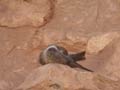 Hirondelle de rochers Hirundo rupestris