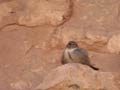 Hirondelle de rochers Hirundo rupestris