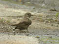 Hirondelle de rochers Ptyonoprogne rupestris