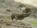 Hirondelle de rochers Ptyonoprogne rupestris