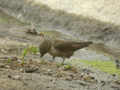 Hirondelle de rochers Ptyonoprogne rupestris