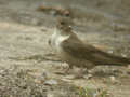 Hirondelle de rochers Ptyonoprogne rupestris