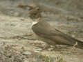 Hirondelle de rochers Ptyonoprogne rupestris