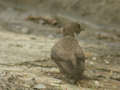 Hirondelle de rochers Ptyonoprogne rupestris