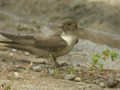 Hirondelle de rochers Ptyonoprogne rupestris