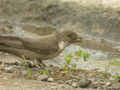 Hirondelle de rochers Ptyonoprogne rupestris