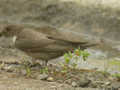 Hirondelle de rochers Ptyonoprogne rupestris