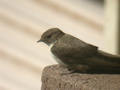 Hirondelle de rochers Ptyonoprogne rupestris