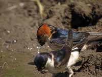 Hirondelle rousseline Cecropis daurica