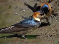 Hirondelle rousseline Cecropis daurica