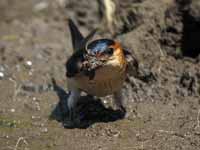 Hirondelle rousseline Cecropis daurica