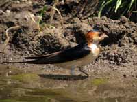 Hirondelle rousseline Cecropis daurica