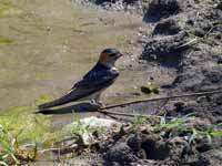 Hirondelle rousseline Cecropis daurica