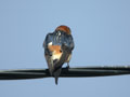 Hirondelle rousseline Hirundo daurica