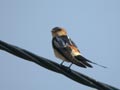 Hirondelle rousseline Hirundo daurica