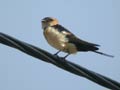 Hirondelle rousseline Hirundo daurica