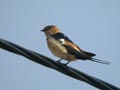 Hirondelle rousseline Hirundo daurica