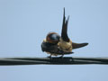 Hirondelle rousseline Hirundo daurica