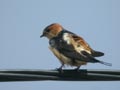 Hirondelle rousseline Hirundo daurica