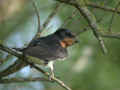 Hirondelle rustique Hirundo rustica