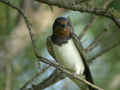 Hirondelle rustique Hirundo rustica